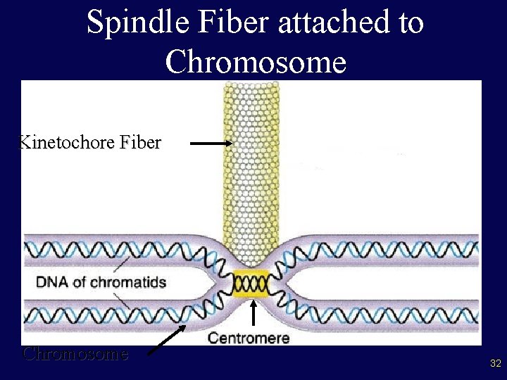 Spindle Fiber attached to Chromosome Kinetochore Fiber Chromosome 32 