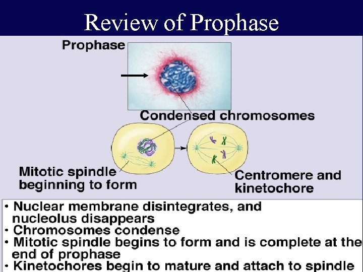 Review of Prophase 33 