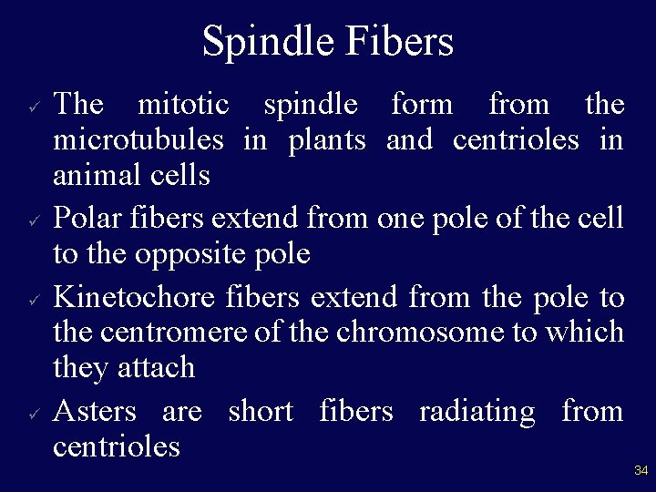 Spindle Fibers ü ü The mitotic spindle form from the microtubules in plants and