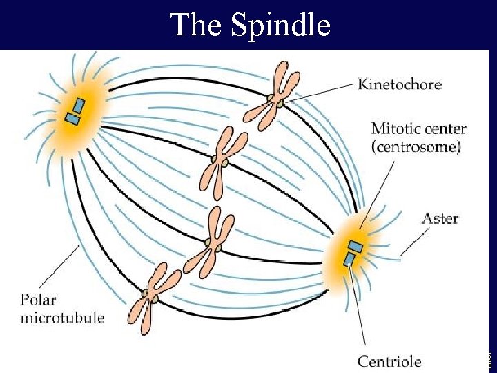 The Spindle 35 35 