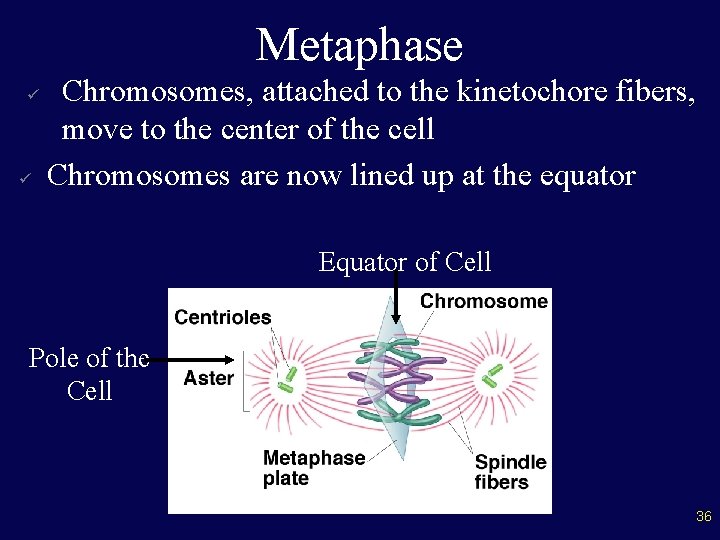 Metaphase ü ü Chromosomes, attached to the kinetochore fibers, move to the center of