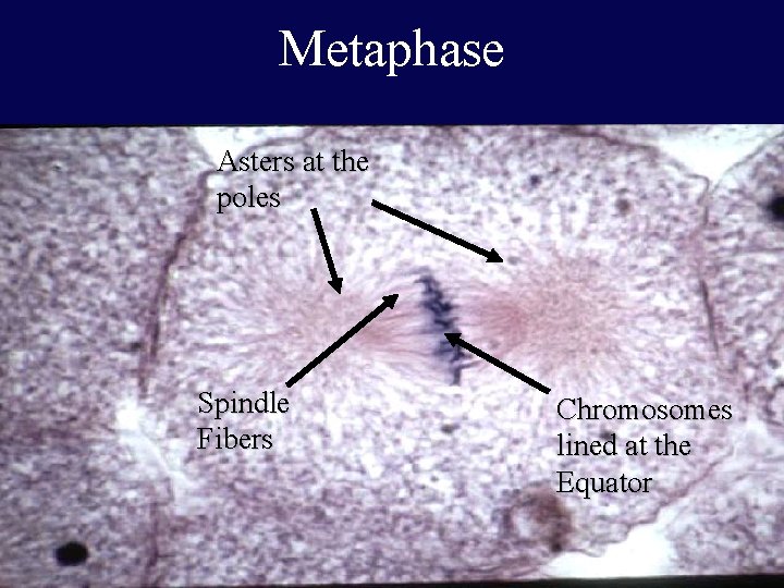 Metaphase Asters at the poles Spindle Fibers Chromosomes lined at the Equator 37 