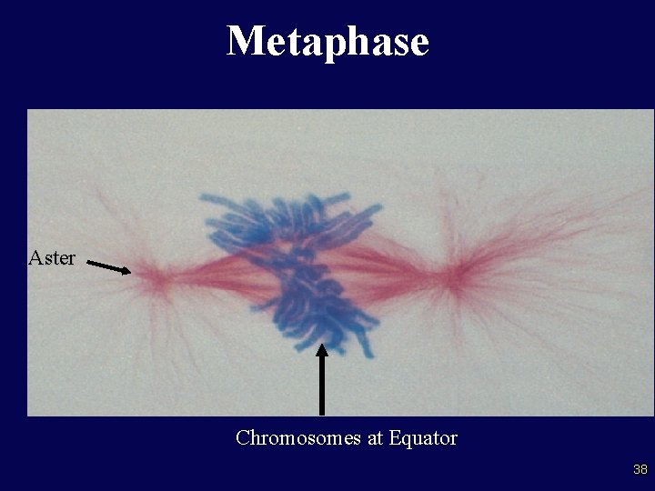 Metaphase Aster Chromosomes at Equator 38 