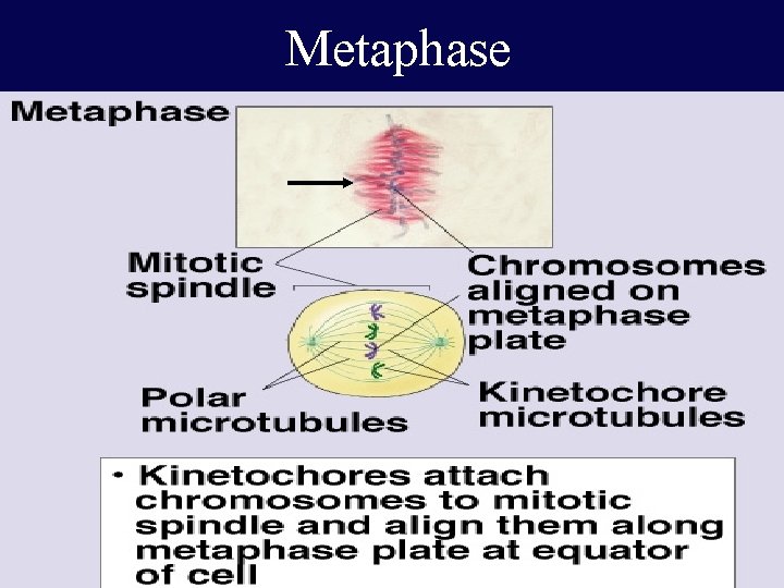 Metaphase 39 