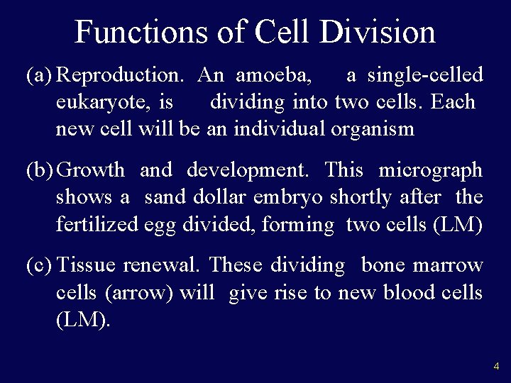 Functions of Cell Division (a) Reproduction. An amoeba, a single-celled eukaryote, is dividing into