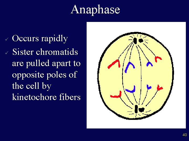 Anaphase ü ü Occurs rapidly Sister chromatids are pulled apart to opposite poles of