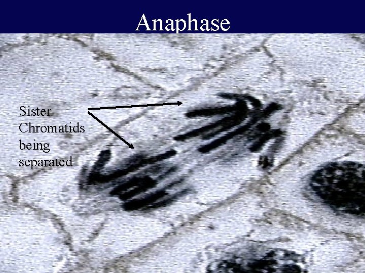 Anaphase Sister Chromatids being separated 41 