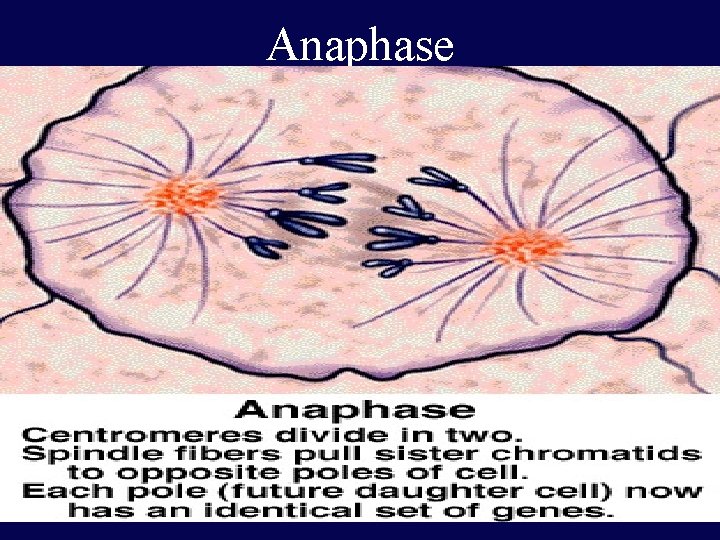 Anaphase 42 