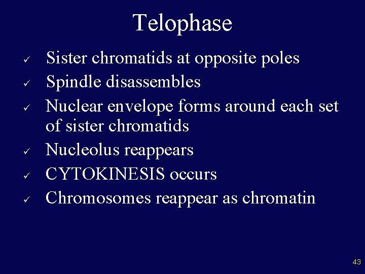 Telophase ü ü ü Sister chromatids at opposite poles Spindle disassembles Nuclear envelope forms