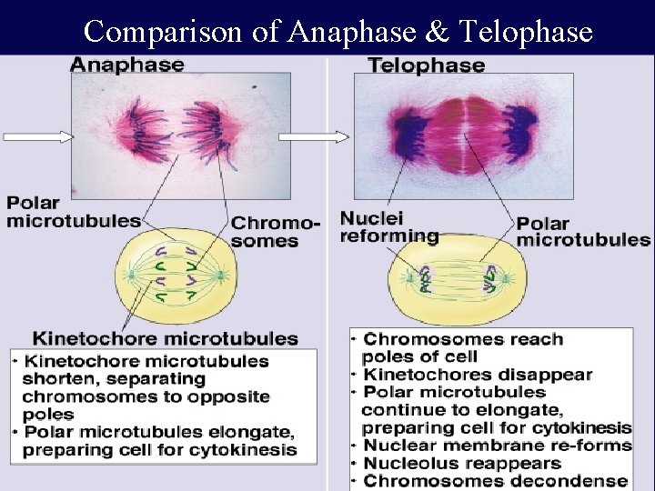 Comparison of Anaphase & Telophase 44 44 