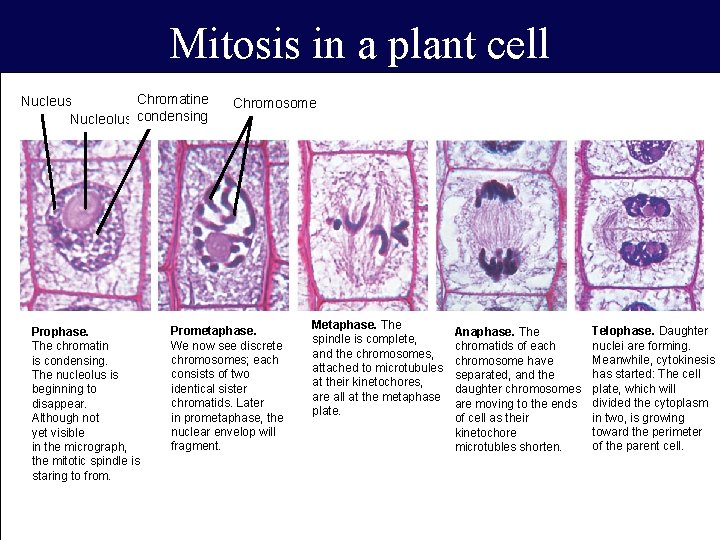 Mitosis in a plant cell Chromatine Nucleus Nucleolus condensing 1 Prophase. The chromatin is