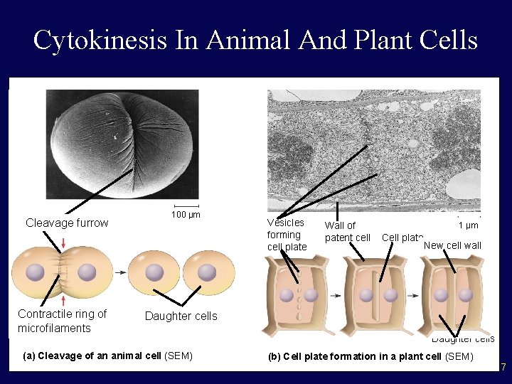 Cytokinesis In Animal And Plant Cells Cleavage furrow Contractile ring of microfilaments 100 µm