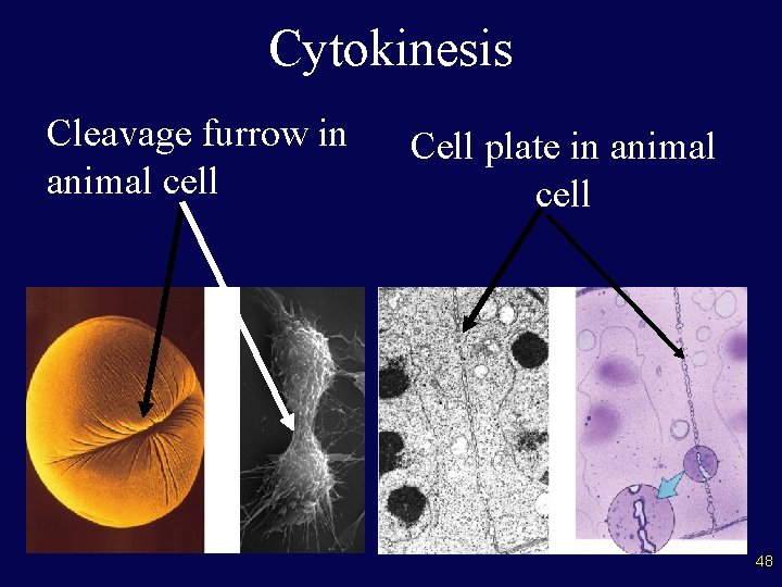 Cytokinesis Cleavage furrow in animal cell Cell plate in animal cell 48 48 
