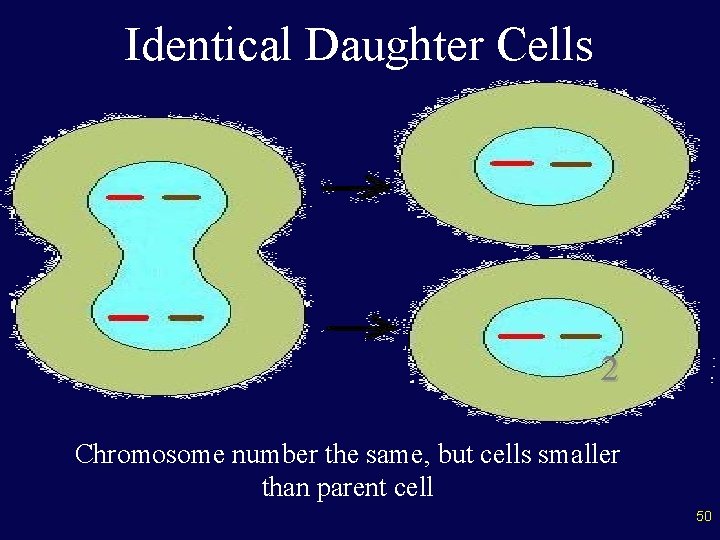 Identical Daughter Cells 2 Chromosome number the same, but cells smaller than parent cell