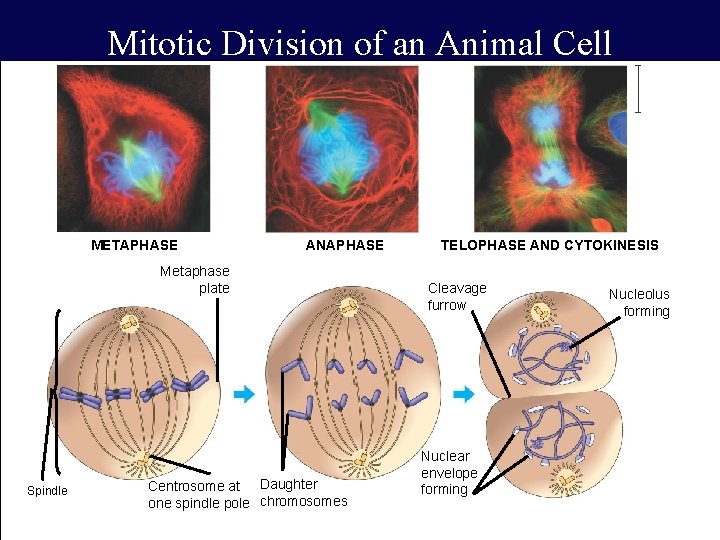 Mitotic Division of an Animal Cell METAPHASE ANAPHASE Metaphase plate Spindle Centrosome at Daughter