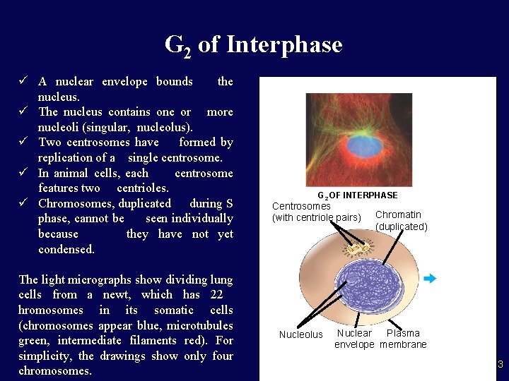 G 2 of Interphase ü A nuclear envelope bounds the nucleus. ü The nucleus