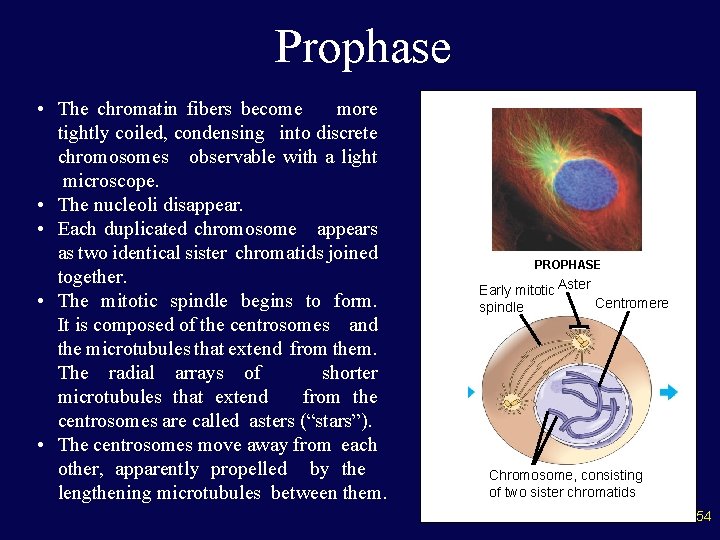 Prophase • The chromatin fibers become more tightly coiled, condensing into discrete chromosomes observable
