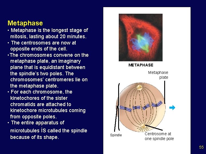 Metaphase • Metaphase is the longest stage of mitosis, lasting about 20 minutes. •