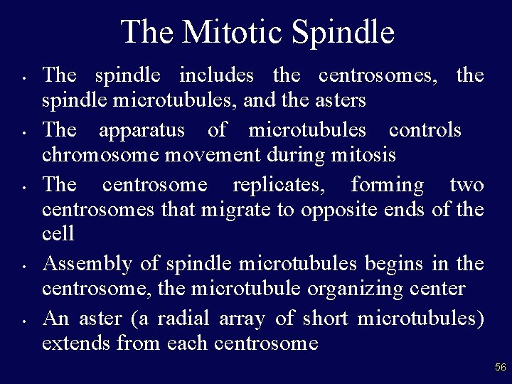 The Mitotic Spindle • • • The spindle includes the centrosomes, the spindle microtubules,