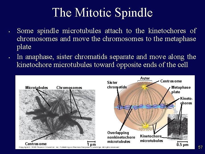 The Mitotic Spindle • • Some spindle microtubules attach to the kinetochores of chromosomes