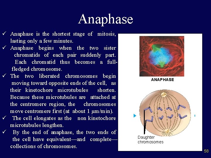 Anaphase ü Anaphase is the shortest stage of mitosis, lasting only a few minutes.