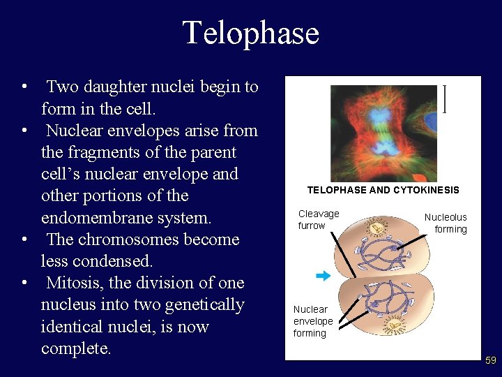 Telophase • Two daughter nuclei begin to form in the cell. • Nuclear envelopes
