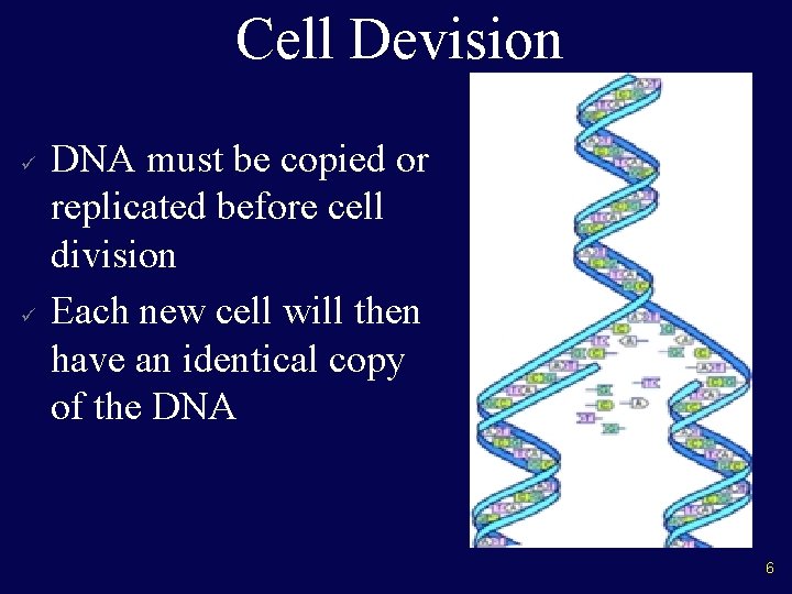 Cell Devision ü ü DNA must be copied or replicated before cell division Each