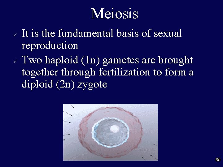 Meiosis ü ü It is the fundamental basis of sexual reproduction Two haploid (1