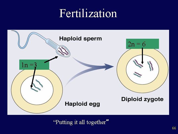 Fertilization 2 n = 6 1 n =3 “Putting it all together” 66 