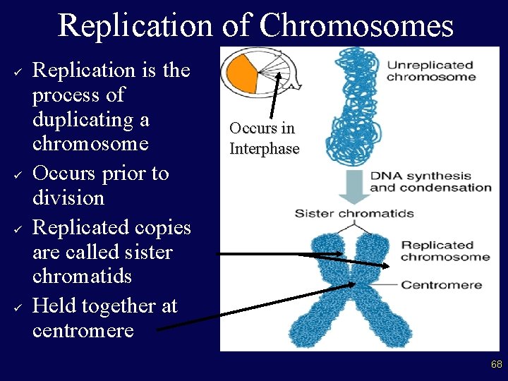 Replication of Chromosomes ü ü Replication is the process of duplicating a chromosome Occurs