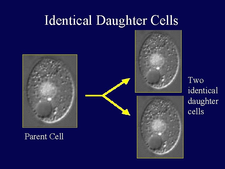 Identical Daughter Cells Two identical daughter cells Parent Cell 