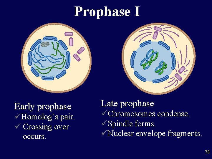 Prophase I Early prophase üHomolog’s pair. ü Crossing over occurs. Late prophase üChromosomes condense.