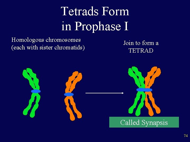 Tetrads Form in Prophase I Homologous chromosomes (each with sister chromatids) Join to form