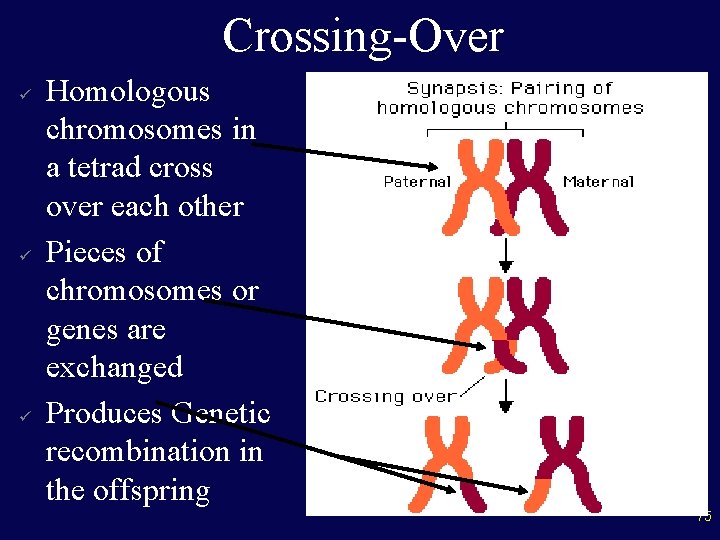 Crossing-Over ü ü ü Homologous chromosomes in a tetrad cross over each other Pieces