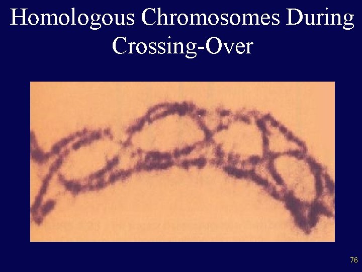 Homologous Chromosomes During Crossing-Over 76 