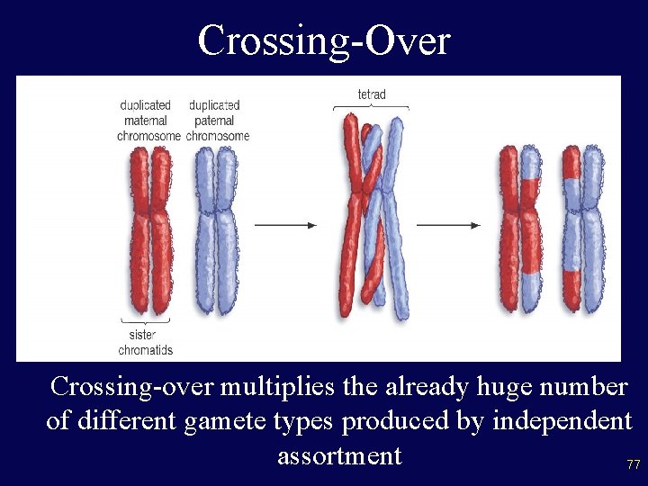 Crossing-Over Crossing-over multiplies the already huge number of different gamete types produced by independent