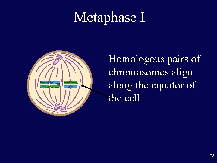 Metaphase I Homologous pairs of chromosomes align along the equator of the cell 78