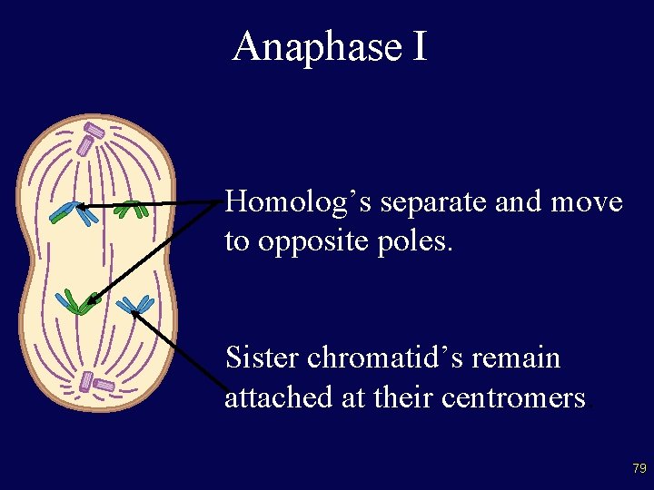 Anaphase I Homolog’s separate and move to opposite poles. Sister chromatid’s remain attached at