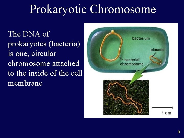 Prokaryotic Chromosome The DNA of prokaryotes (bacteria) is one, circular chromosome attached to the