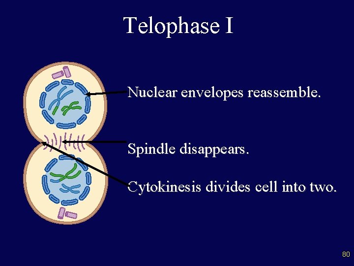 Telophase I Nuclear envelopes reassemble. Spindle disappears. Cytokinesis divides cell into two. 80 