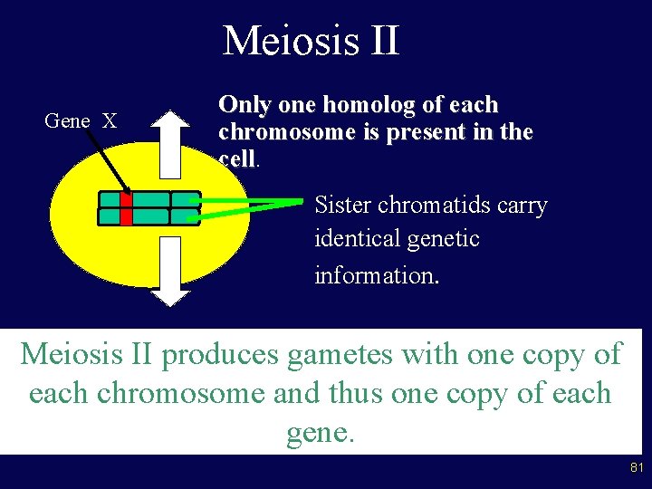 Meiosis II Gene X Only one homolog of each chromosome is present in the