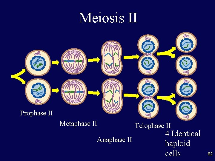 Meiosis II Prophase II Metaphase II Telophase II Anaphase II 4 Identical haploid cells