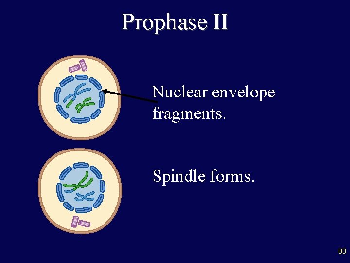 Prophase II Nuclear envelope fragments. Spindle forms. 83 