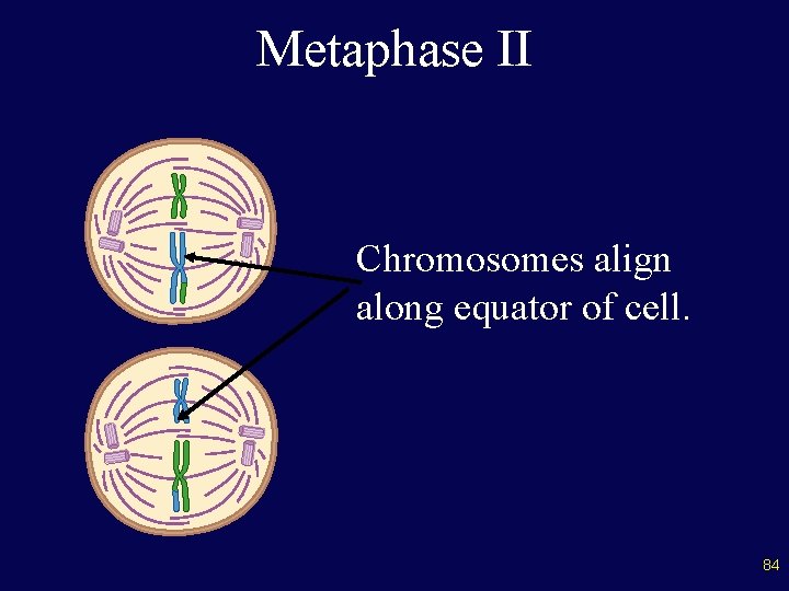 Metaphase II Chromosomes align along equator of cell. 84 