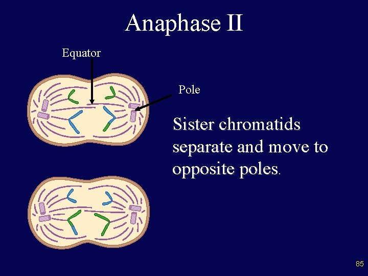 Anaphase II Equator Pole Sister chromatids separate and move to opposite poles. 85 