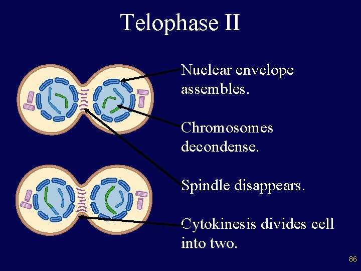 Telophase II Nuclear envelope assembles. Chromosomes decondense. Spindle disappears. Cytokinesis divides cell into two.