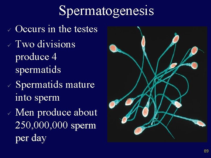 Spermatogenesis ü ü Occurs in the testes Two divisions produce 4 spermatids Spermatids mature