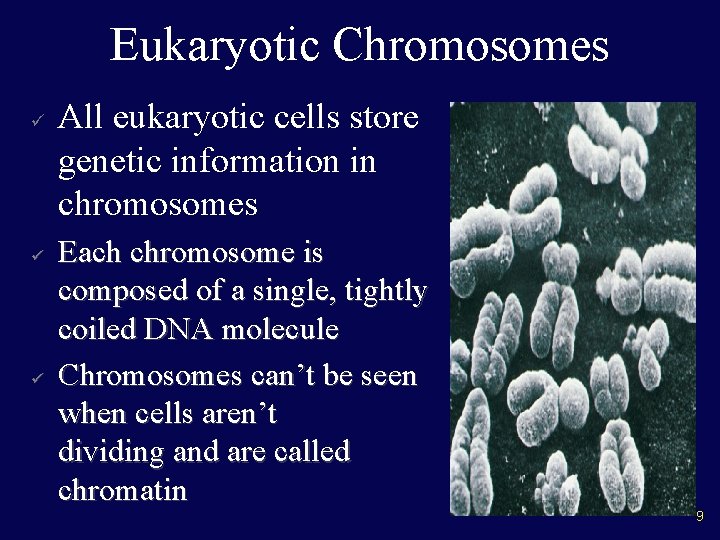 Eukaryotic Chromosomes ü ü ü All eukaryotic cells store genetic information in chromosomes Each