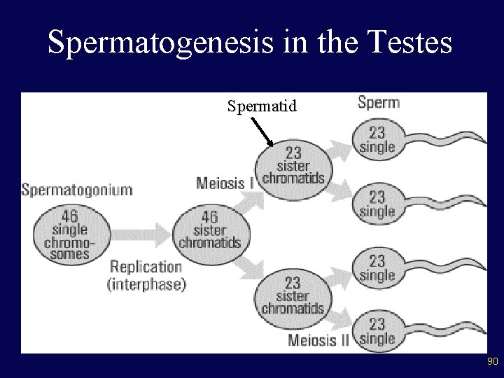 Spermatogenesis in the Testes Spermatid 90 
