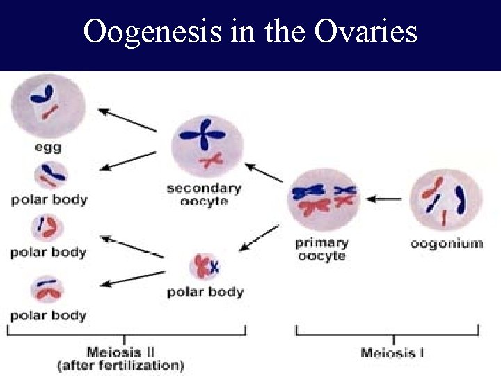 Oogenesis in the Ovaries 93 93 